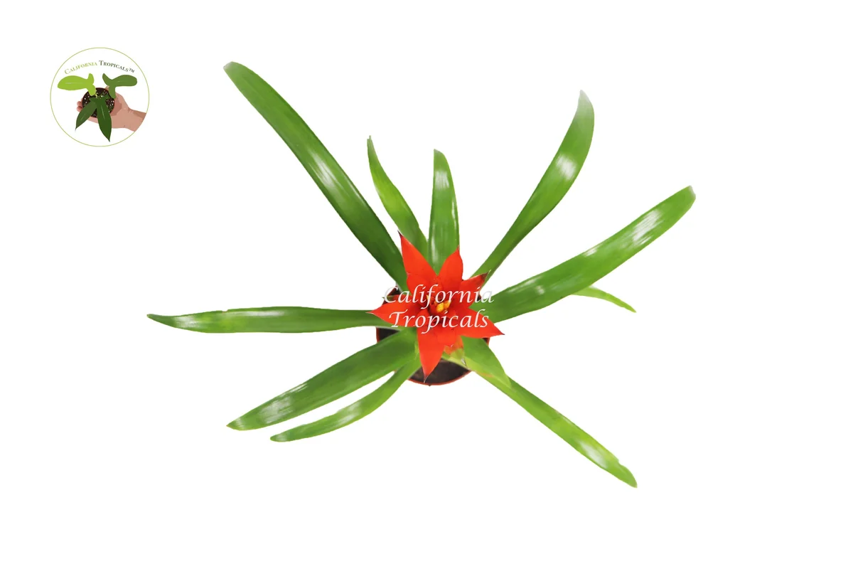 Bromeliad Live Plant - 4 inch Pot - Tropical Houseplant for Indoor Decor - Image 6