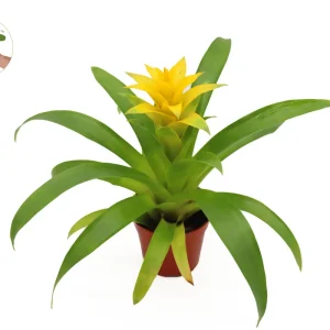 Bromeliad Live Plant - 4 inch Pot - Tropical Houseplant for Indoor Decor - Image 7