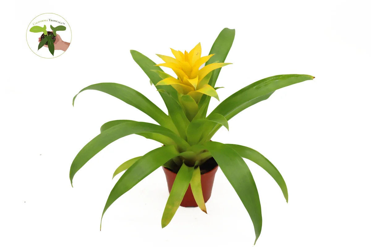Bromeliad Live Plant - 4 inch Pot - Tropical Houseplant for Indoor Decor - Image 7