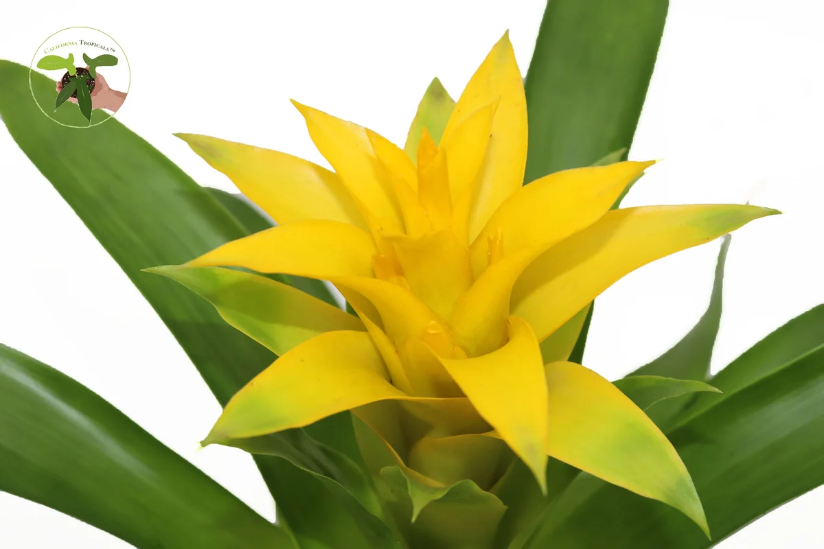 Bromeliad Live Plant - 4 inch Pot - Tropical Houseplant for Indoor Decor - Image 8