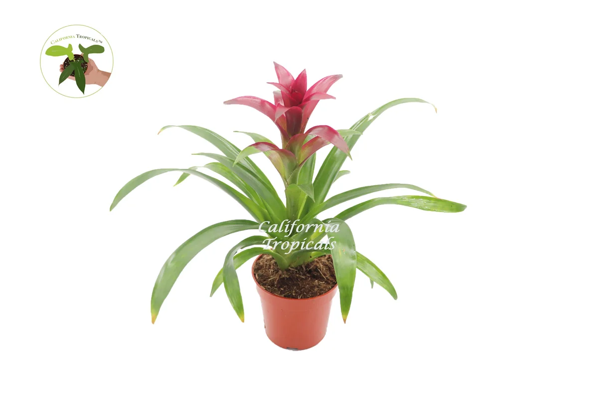 Bromeliad Live Plant - 4 inch Pot - Tropical Houseplant for Indoor Decor - Image 9
