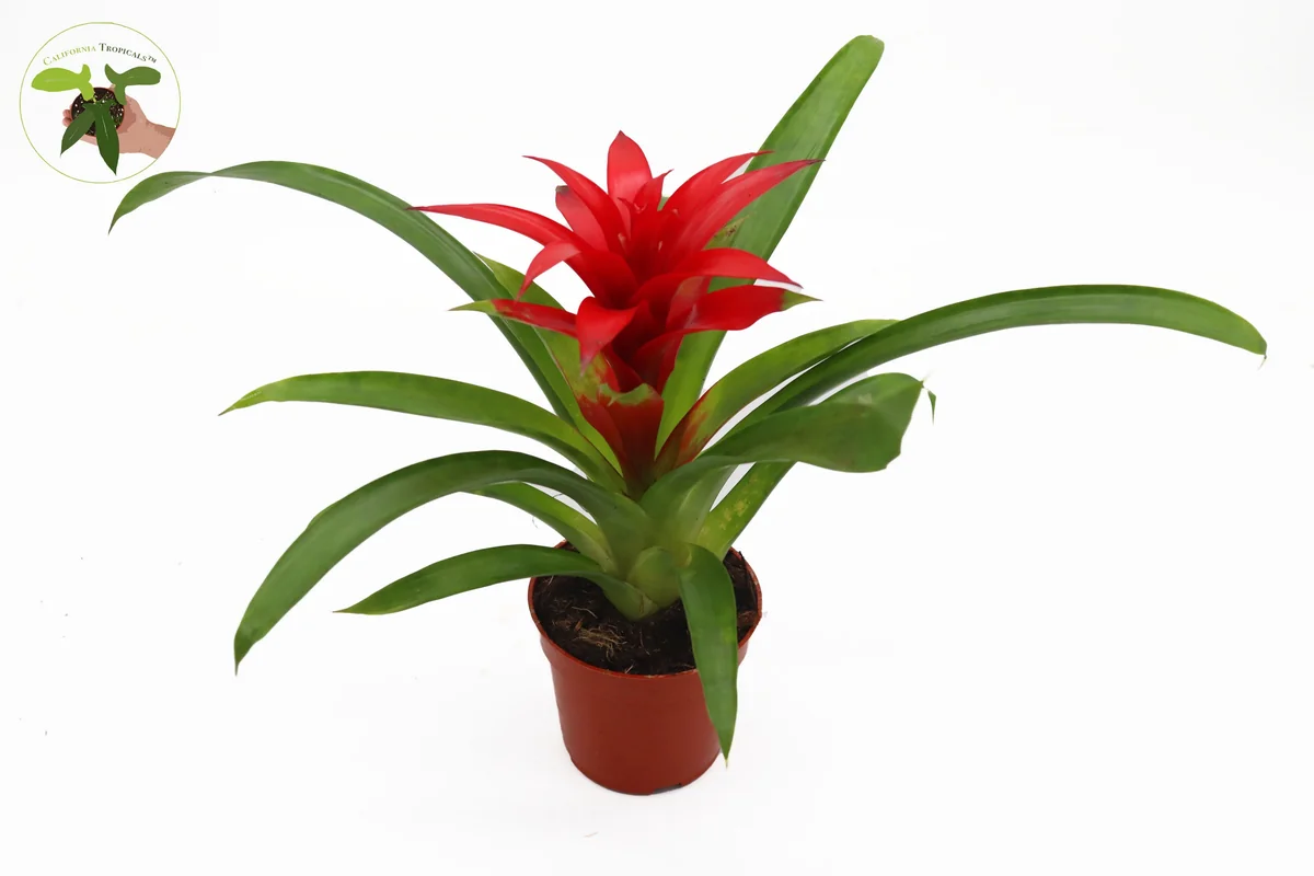 Bromeliad Live Plant - 4 inch Pot - Tropical Houseplant for Indoor Decor - Image 1