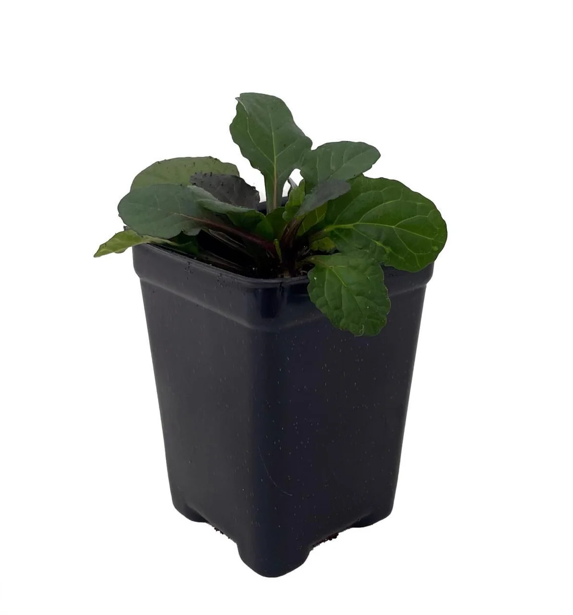 Bronze Beauty Ajuga Live Plant – Carpet Bugle – 2.5" Pot – Groundcover - Image 2