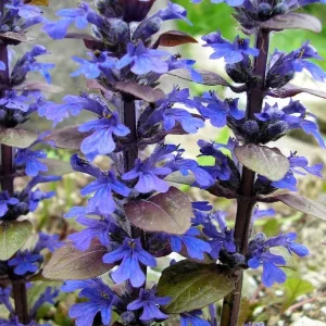 Bronze Beauty Ajuga Live Plant – Carpet Bugle – 2.5