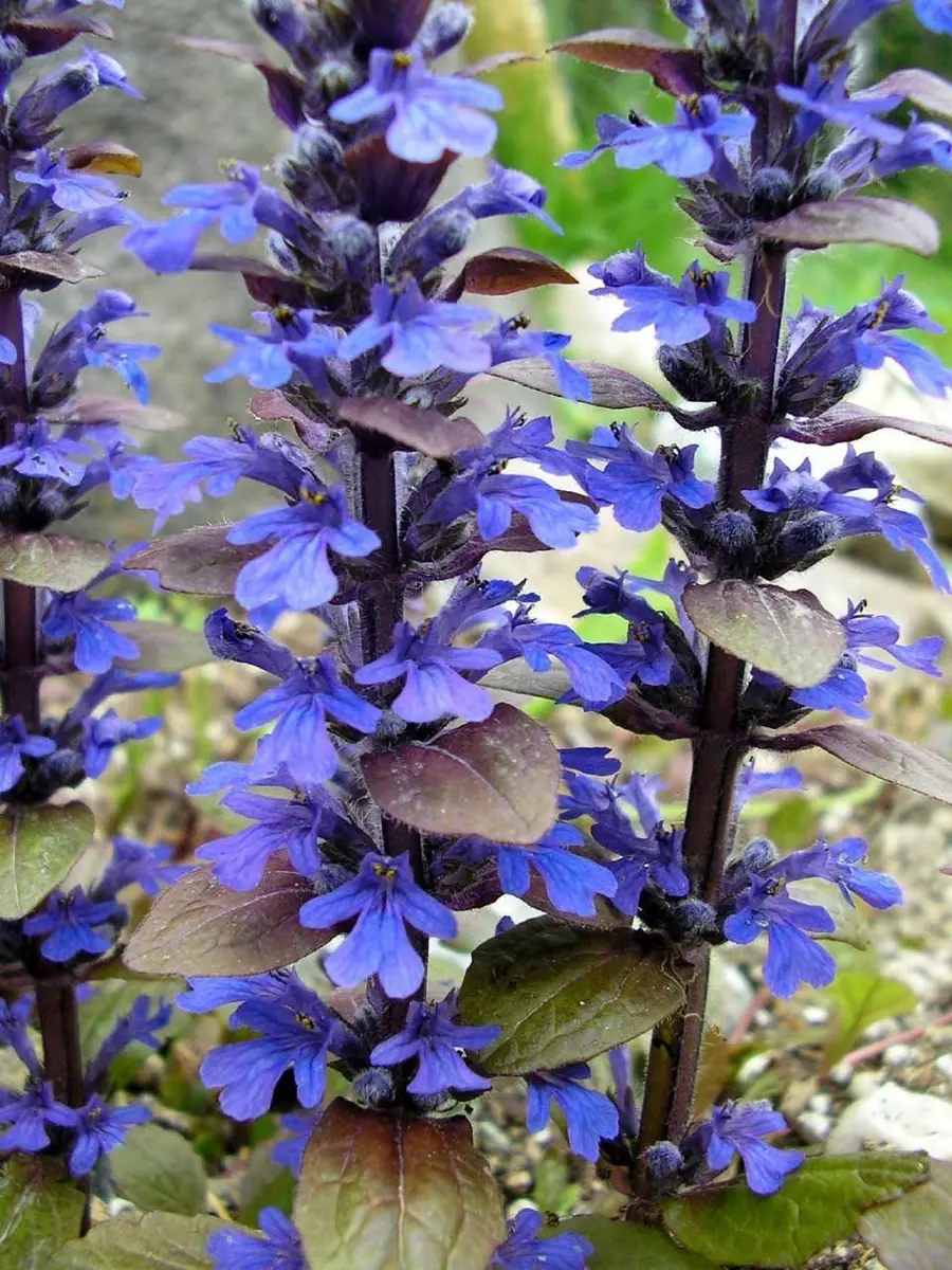 Bronze Beauty Ajuga Live Plant – Carpet Bugle – 2.5" Pot – Groundcover - Image 3