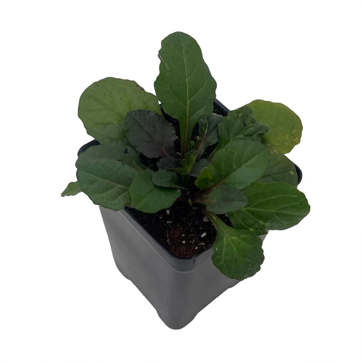 Bronze Beauty Ajuga Live Plant – Carpet Bugle – 2.5" Pot – Groundcover - Image 1