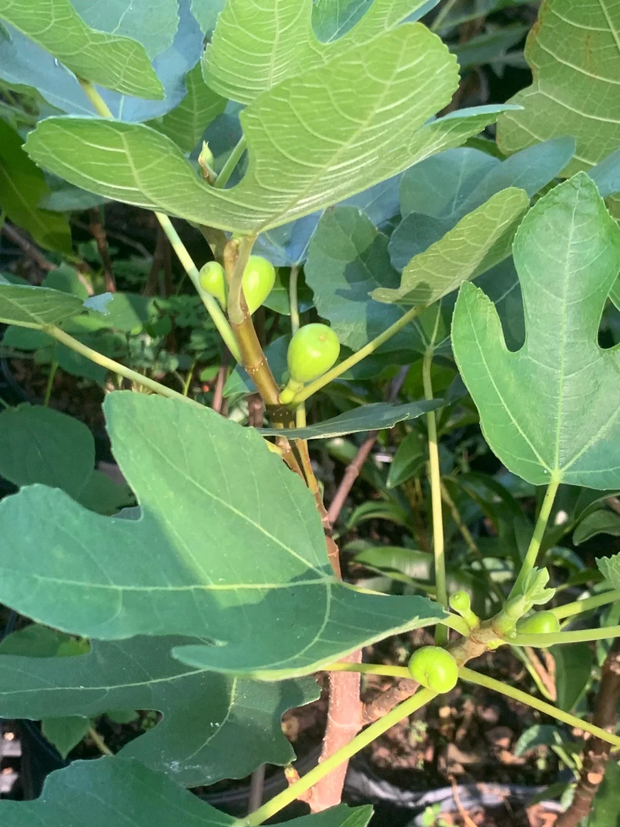 Brown Turkey Fig Dwarf Live Plant - Edible Fruit Tree for Patio & Garden - Image 1