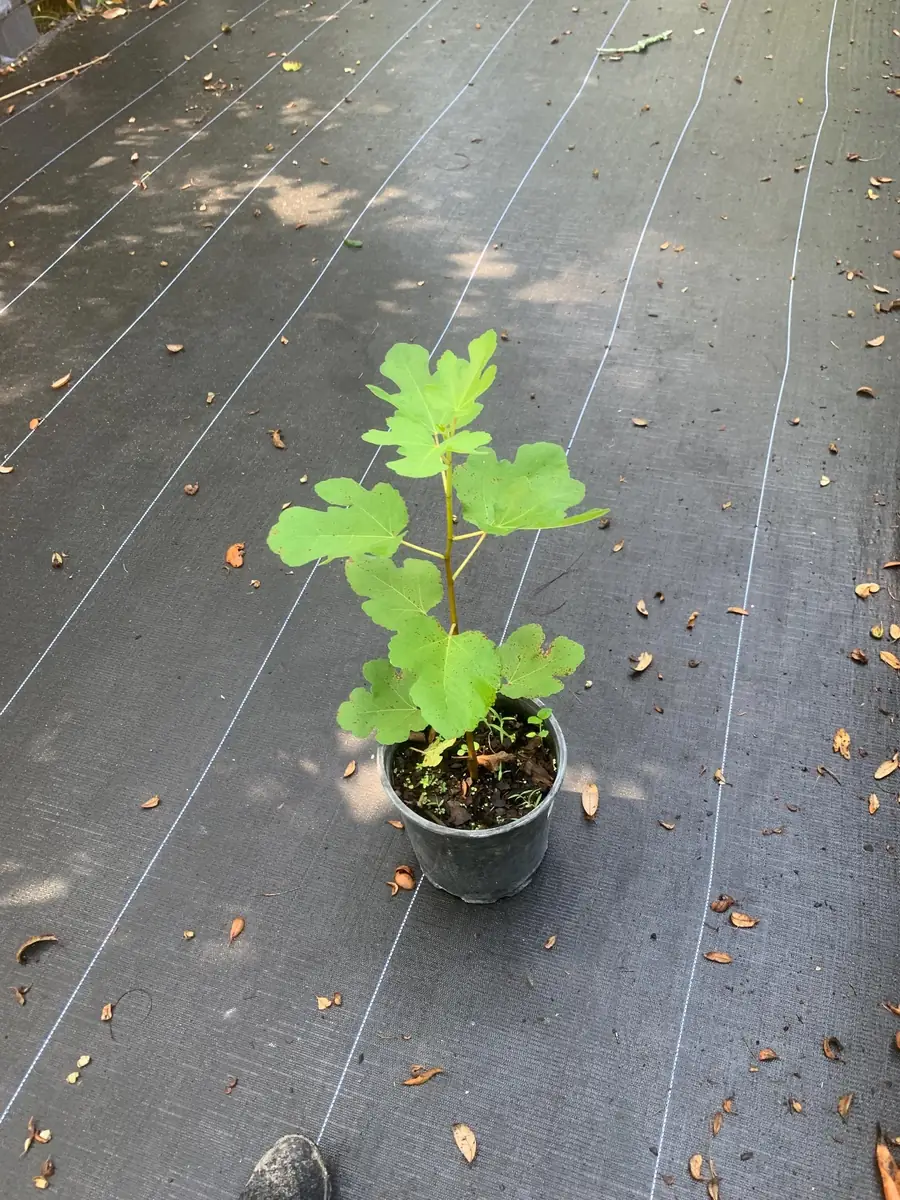 Brown Turkey Fig Dwarf Live Plant - Edible Fruit Tree for Patio & Garden - Image 3