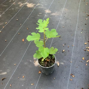 Brown Turkey Fig Dwarf Live Plant – Edible Fruit Tree – Heavy Producer - Image 3