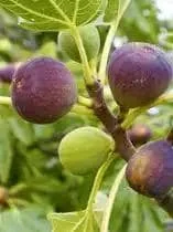 Brown Turkey Fig Dwarf Live Plant - Edible Fruit Tree for Patio & Garden - Image 4