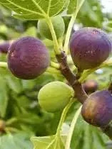 Brown Turkey Fig Dwarf Live Plant – Edible Fruit Tree – Heavy Producer - Image 4