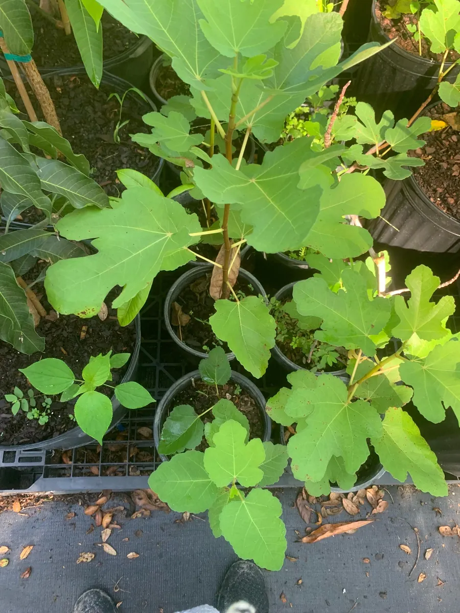 Brown Turkey Fig Dwarf Live Plant - Edible Fruit Tree for Patio & Garden - Image 5
