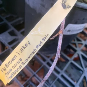 Brown Turkey Fig Dwarf Live Plant - Edible Fruit Tree for Patio & Garden - Image 6