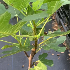 Brown Turkey Fig Dwarf Live Plant - Edible Fruit Tree for Patio & Garden - Image 7