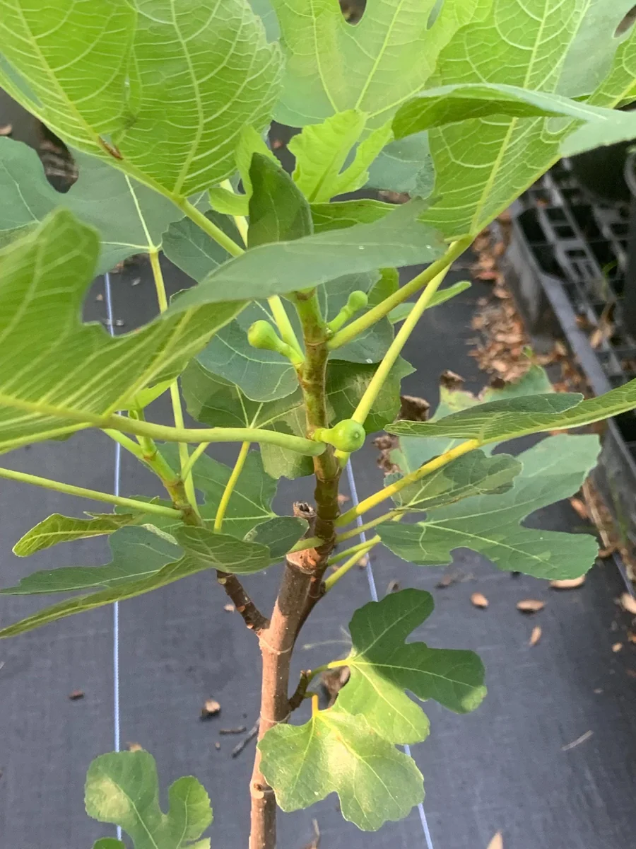 Brown Turkey Fig Dwarf Live Plant – Edible Fruit Tree – Heavy Producer - Image 7