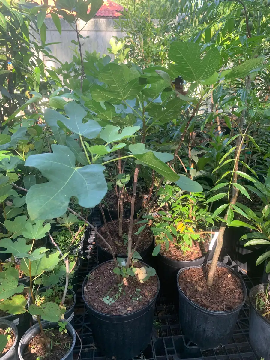 Brown Turkey Fig Dwarf Live Plant - Edible Fruit Tree for Patio & Garden - Image 8