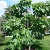 Brown Turkey Fig Live Plant – Edible Fruit Bearing Tree – 4-6 inch Tall - Image 1