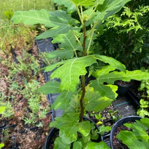 Brown Turkey Fig Tree Live Plant – 4 inch Pot – Sweet Edible Fruit - Image 10