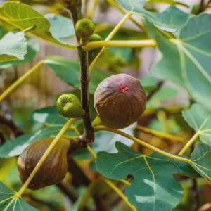 Brown Turkey Fig Tree Live Plant – 4 inch Pot – Sweet Edible Fruit - Image 4