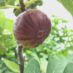 Brown Turkey Fig Tree Live Plant – 4 inch Pot – Sweet Edible Fruit - Image 5