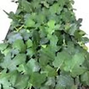 Brown Turkey Fig Tree Live Plant - Ficus Carica Fruiting Perennial Starter - Image 2