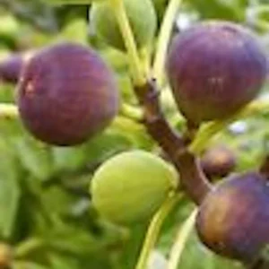 Brown Turkey Fig Tree Live Plant - Ficus Carica Fruiting Perennial Starter - Image 4