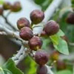 Brown Turkey Fig Tree Live Plant - Ficus Carica Fruiting Perennial Starter - Image 5
