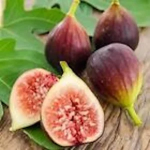 Brown Turkey Fig Tree Starter Plug - Live Fruit Plant - Ficus Carica - Edible - Image 6