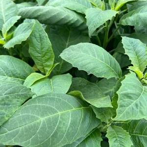 Brugmansia Audrey Lea Live Plant – Double Pink Angel's Trumpet – 1 Gallon Pot – 2-3 ft Tall - Image 3