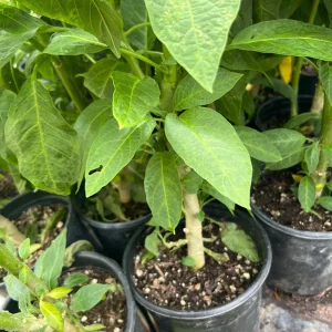 Brugmansia Audrey Lea Live Plant – Double Pink Angel's Trumpet – 1 Gallon Pot – 2-3 ft Tall - Image 4