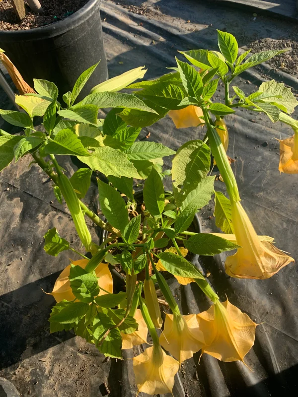 Brugmansia 'Charles Grimaldi' Angel Trumpet Live Plant - 3 Gallon Pot - Image 2