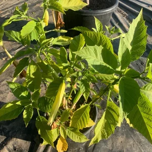 Brugmansia 'Charles Grimaldi' Angel Trumpet Live Plant - 3 Gallon Pot - Image 1