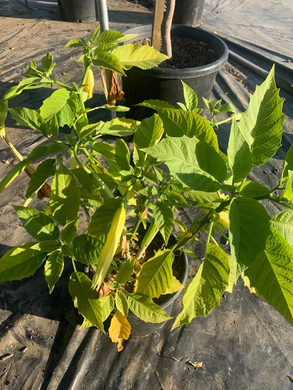 Brugmansia 'Charles Grimaldi' Angel Trumpet Live Plant - 3 Gallon Pot - Image 1