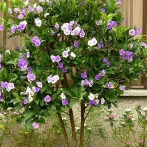 Brunfelsia Floribunda Live Plant - Yesterday, Today, Tomorrow - 1 Plant - 1 Foot Tall - 6 Inch Pot - Image 3