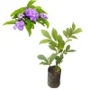 Brunfelsia Floribunda Live Plant - Yesterday, Today, Tomorrow - 1 Plant - 1 Foot Tall - 6 Inch Pot - Image 1