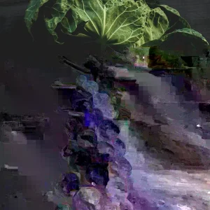 Brussels Sprout Jade Cross E Seeds - 1000 Pack, Green, Outdoor Vegetable - Image 3