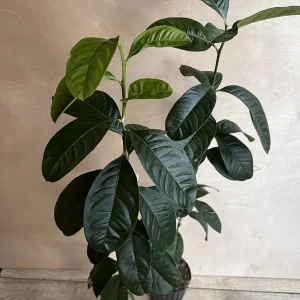 Buddha's Hand Citron Tree – Semi-Dwarf Live Plant – 1/2 Gallon Pot – Indoor/Outdoor - Image 2