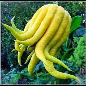 Buddha's Hand Citron Tree – Semi-Dwarf Live Plant – 1/2 Gallon Pot – Indoor/Outdoor - Image 1