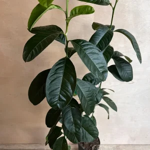 Buddha's Hand Citron Tree – Semi-Dwarf Live Plant – 1/2 Gallon Pot – Indoor/Outdoor - Image 4