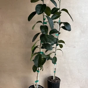 Buddha's Hand Citron Tree – Semi-Dwarf Live Plant – 1/2 Gallon Pot – Indoor/Outdoor - Image 6