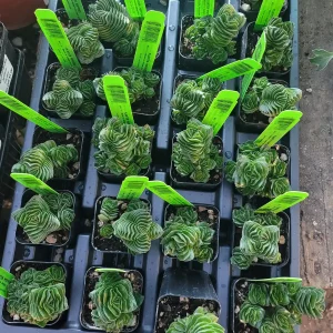 Buddha's Temple Crassula pyramidalis Live Succulent Plant | 2in Pot - Image 2