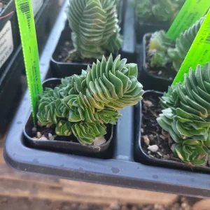Buddha's Temple Crassula pyramidalis Live Succulent Plant | 2in Pot - Image 3