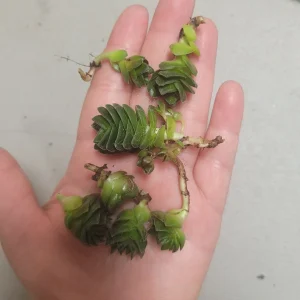 Buddha's Temple Crassula pyramidalis Live Succulent Plant | 2in Pot - Image 4