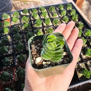 Buddha's Temple Crassula pyramidalis Live Succulent Plant | 2in Pot - Image 8