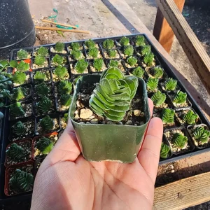 Buddha's Temple Crassula pyramidalis Live Succulent Plant | 2in Pot - Image 9