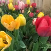 Bulk Landscape Tulip Bulbs – Triumph Mix – Approx. 40 lbs. / 450 Bulbs – Outdoor - Image 1