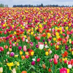 Bulk Landscape Tulip Bulbs – Triumph Mix – Approx. 40 lbs. / 450 Bulbs – Outdoor - Image 2