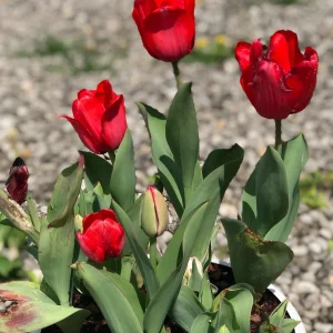 Bulk Parade Tulip Bulbs - Triumph Tulipa - Approx. 450 Scarlet-Red Bulbs - Image 2