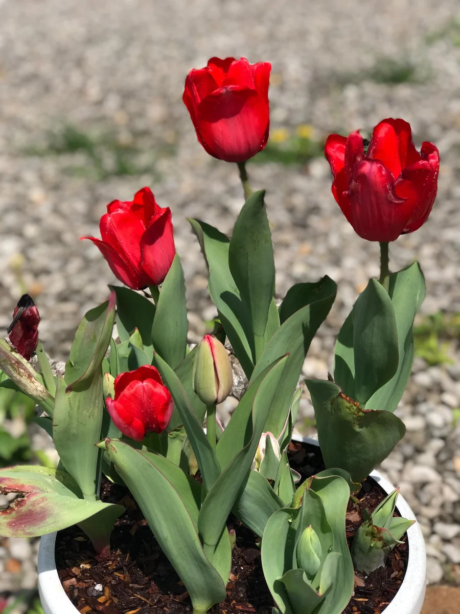 Bulk Parade Tulip Bulbs - Triumph Tulipa - Approx. 450 Scarlet-Red Bulbs - Image 2