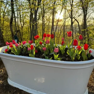 Bulk Parade Tulip Bulbs - Triumph Tulipa - Approx. 450 Scarlet-Red Bulbs - Image 1